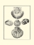 Picture of BW STUDIES IN SYMMETRY V