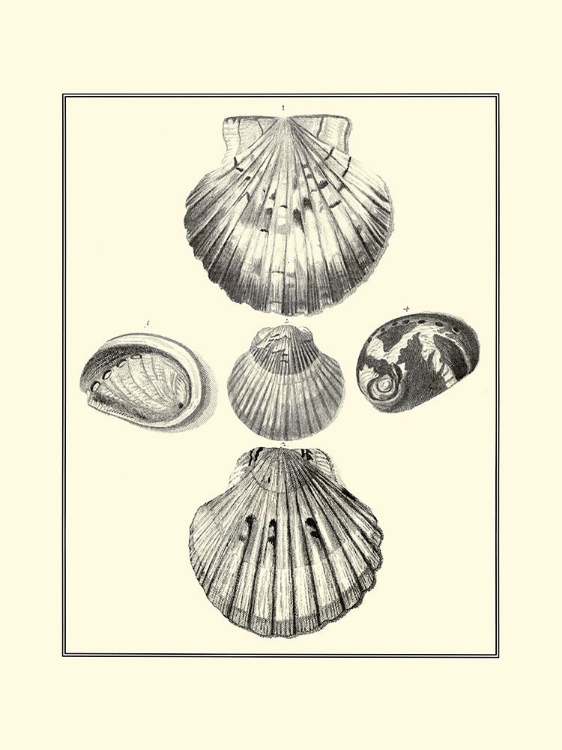 Picture of BW STUDIES IN SYMMETRY V