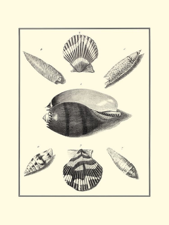 Picture of BW STUDIES IN SYMMETRY VI