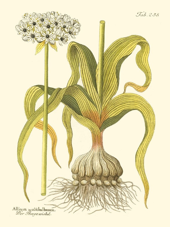 Picture of ALLIUM  PL. 258