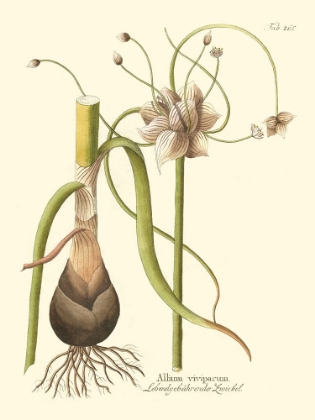 Picture of ALLIUM  PL. 261