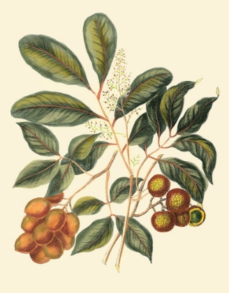 Picture of FOLIAGE FLOWERS AND FRUIT I