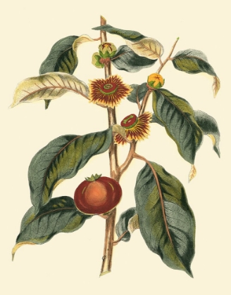 Picture of FOLIAGE FLOWERS AND FRUIT II