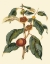 Picture of FOLIAGE FLOWERS AND FRUIT II