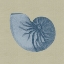 Picture of CHAMBRAY SHELLS II
