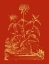 Picture of PAPRIKA BOUQUET II