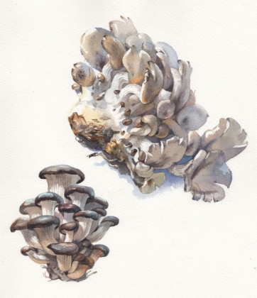 Picture of MUSHROOMS