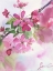 Picture of PINK FLOWERS