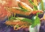 Picture of CORN