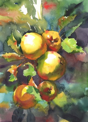 Picture of APPLES ON A BRANCH. WATERCOLOR
