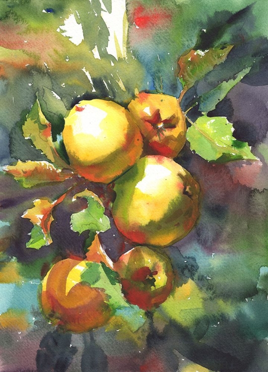 Picture of APPLES ON A BRANCH. WATERCOLOR