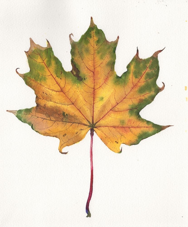 Picture of AUTUMN LEAF