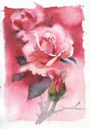 Picture of ROSE WATERCOLOR FLOWERS