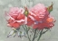 Picture of PARADISE FLOWER