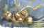 Picture of STILL LIFE PAINTING WATERCOLOR GARLIC