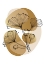 Picture of BILOBA