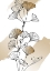 Picture of GINKGO BOTANICAL