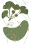 Picture of GINKGO 6