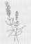Picture of LAVENDER 1