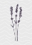 Picture of LAVENDER 3