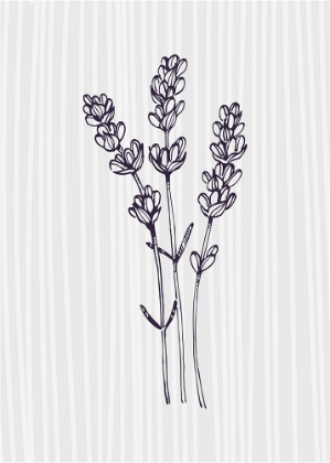 Picture of LAVENDER 4