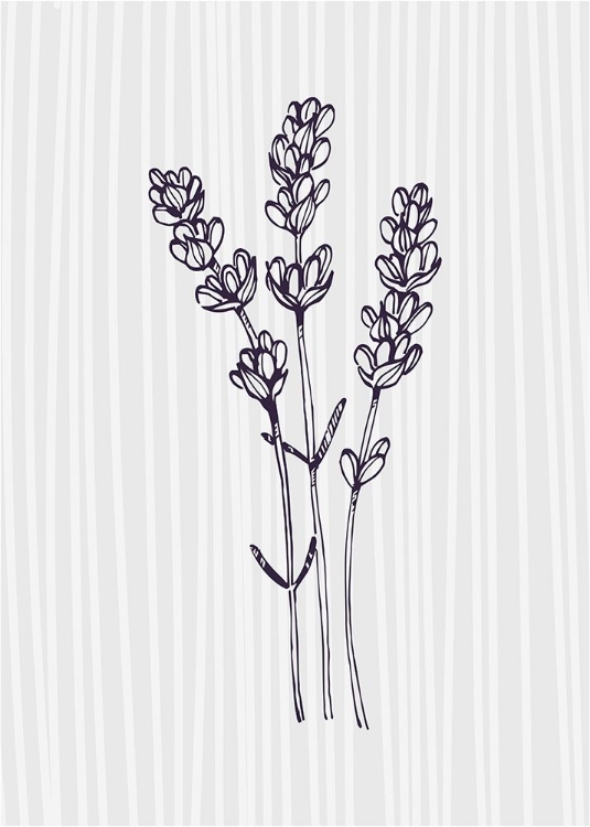 Picture of LAVENDER 4
