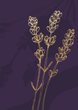 Picture of LAVENDER SKETCH