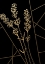 Picture of LAVENDER BOTANICAL