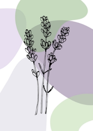 Picture of LAVENDER FLOWER