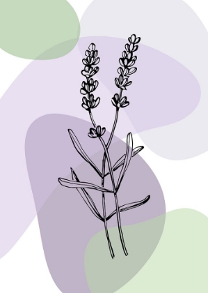 Picture of LAVENDER PLANT