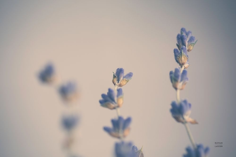 Picture of LAVENDER STUDY COLOR