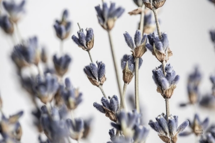 Picture of LAVENDER BOUQUET