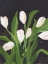 Picture of WHITE TULIPS ON BLACK (1)