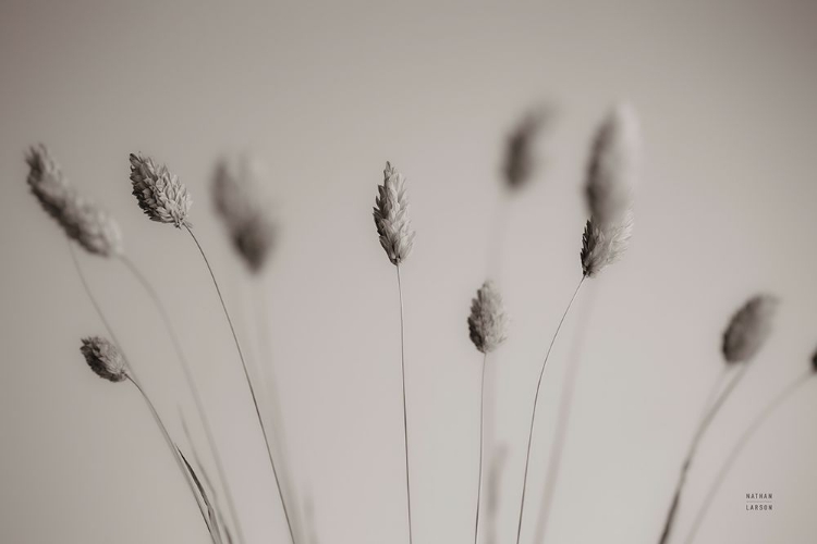 Picture of NATURAL GRASSES