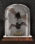 Picture of APOTHECARY NOIR IV BLACK