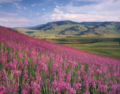 Picture of LAMAR VALLEY