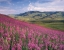 Picture of LAMAR VALLEY