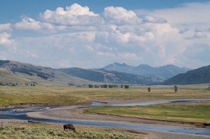 Picture of LAMAR VALLEY BISON