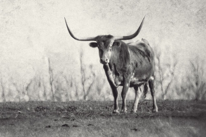 Picture of A TEXAS LONGHORN