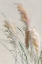 Picture of NEUTRAL PAMPAS GRASSES II
