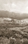 Picture of FIELD OF FLOWERS II SEPIA