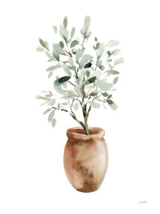 Picture of POTTED OLIVE TREE