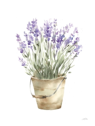 Picture of POTTED LAVENDER