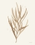 Picture of LEAF AND STEM VII