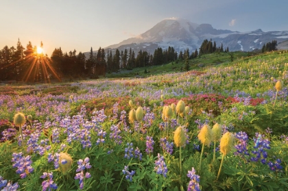 Picture of PARADISE WILDFLOWER MEADOWS I