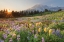 Picture of PARADISE WILDFLOWER MEADOWS I