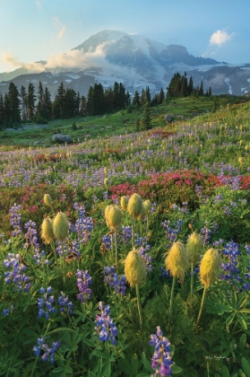 Picture of PARADISE WILDFLOWER MEADOWS II