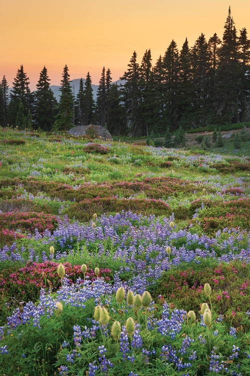 Picture of PARADISE WILDFLOWER MEADOWS III