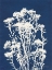 Picture of ALPINE FLOWER II