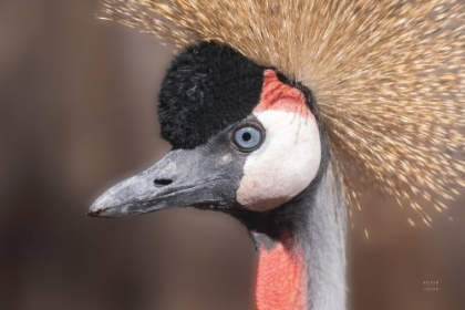 Picture of AFRICAN CROWNED CRANE